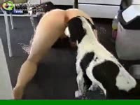 [ Beast Sex Tube ] Athletic virgin stands on the kneels and attracts her lascivious dog